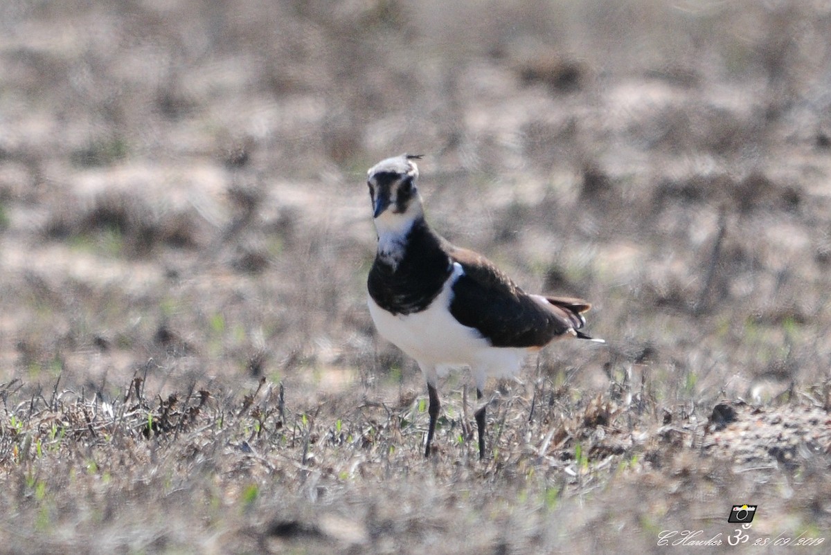 Northern Lapwing - ML179291291