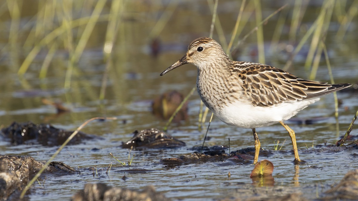 Pectoral Sandpiper - R Miller