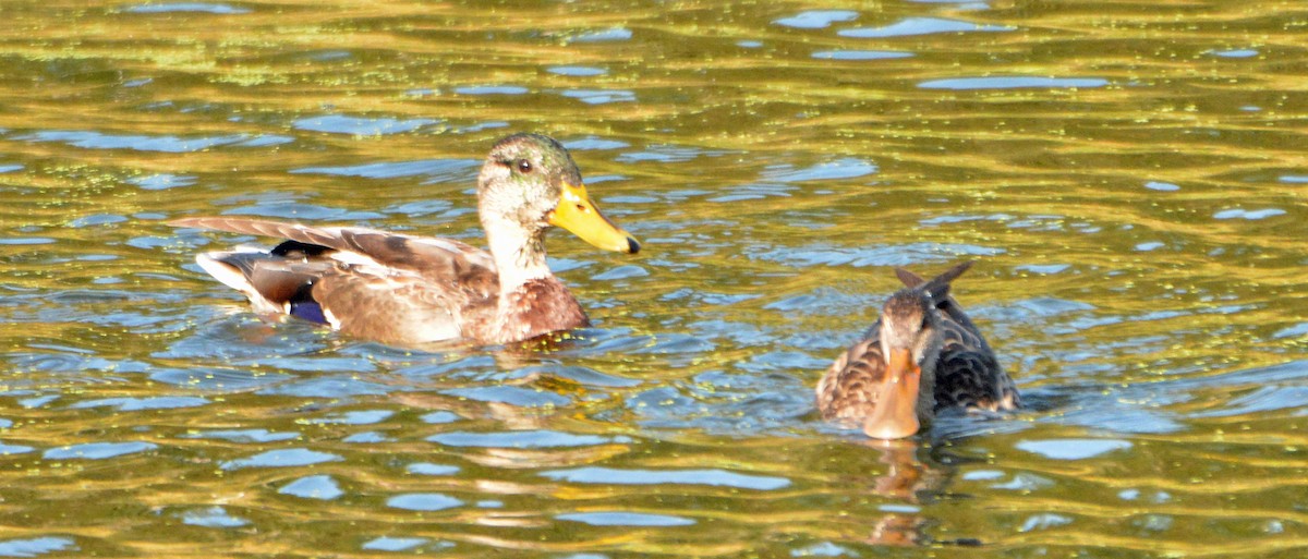 Northern Shoveler - Michael J Good