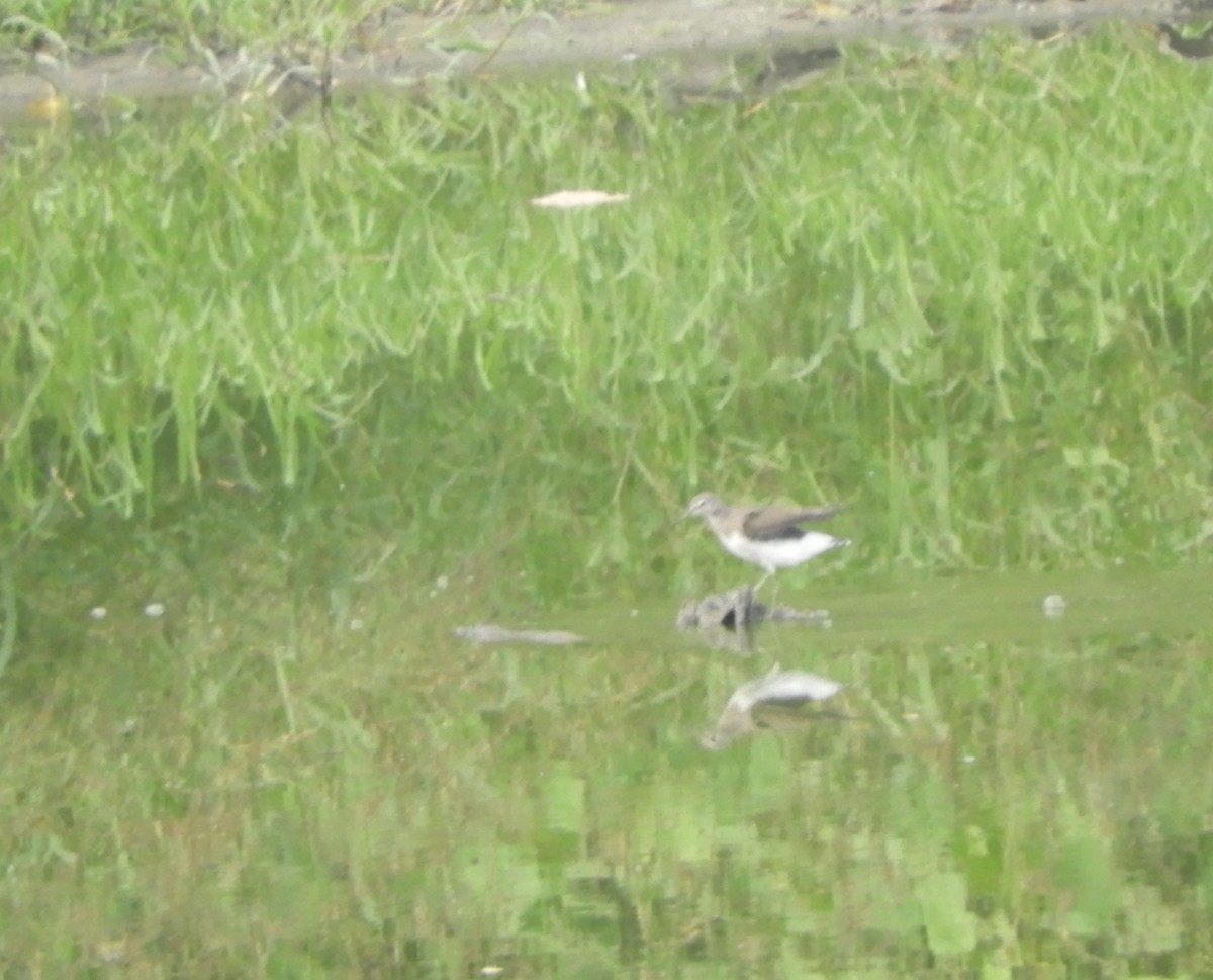 Green Sandpiper - ML179294851