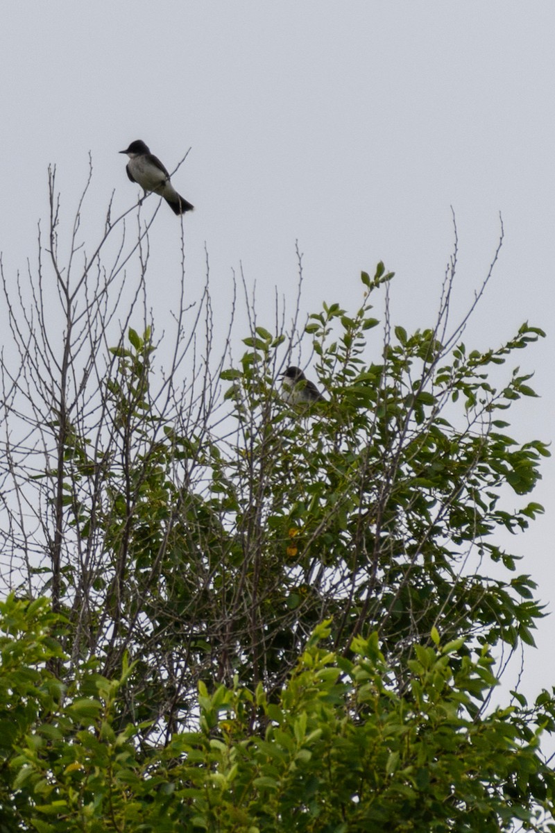 Eastern Kingbird - ML179296261