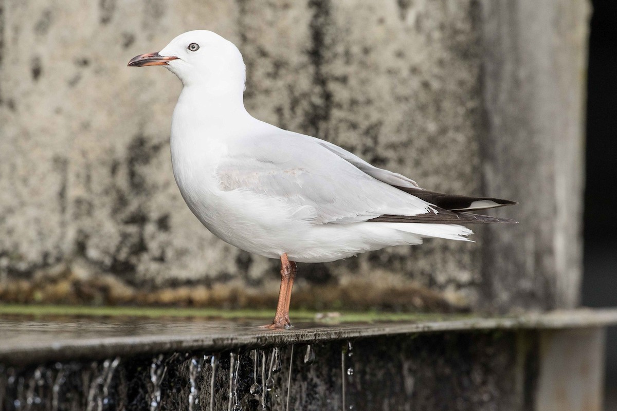 Silver Gull (Red-billed) - ML179297731