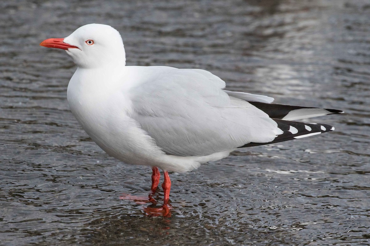 Silver Gull (Red-billed) - ML179297861