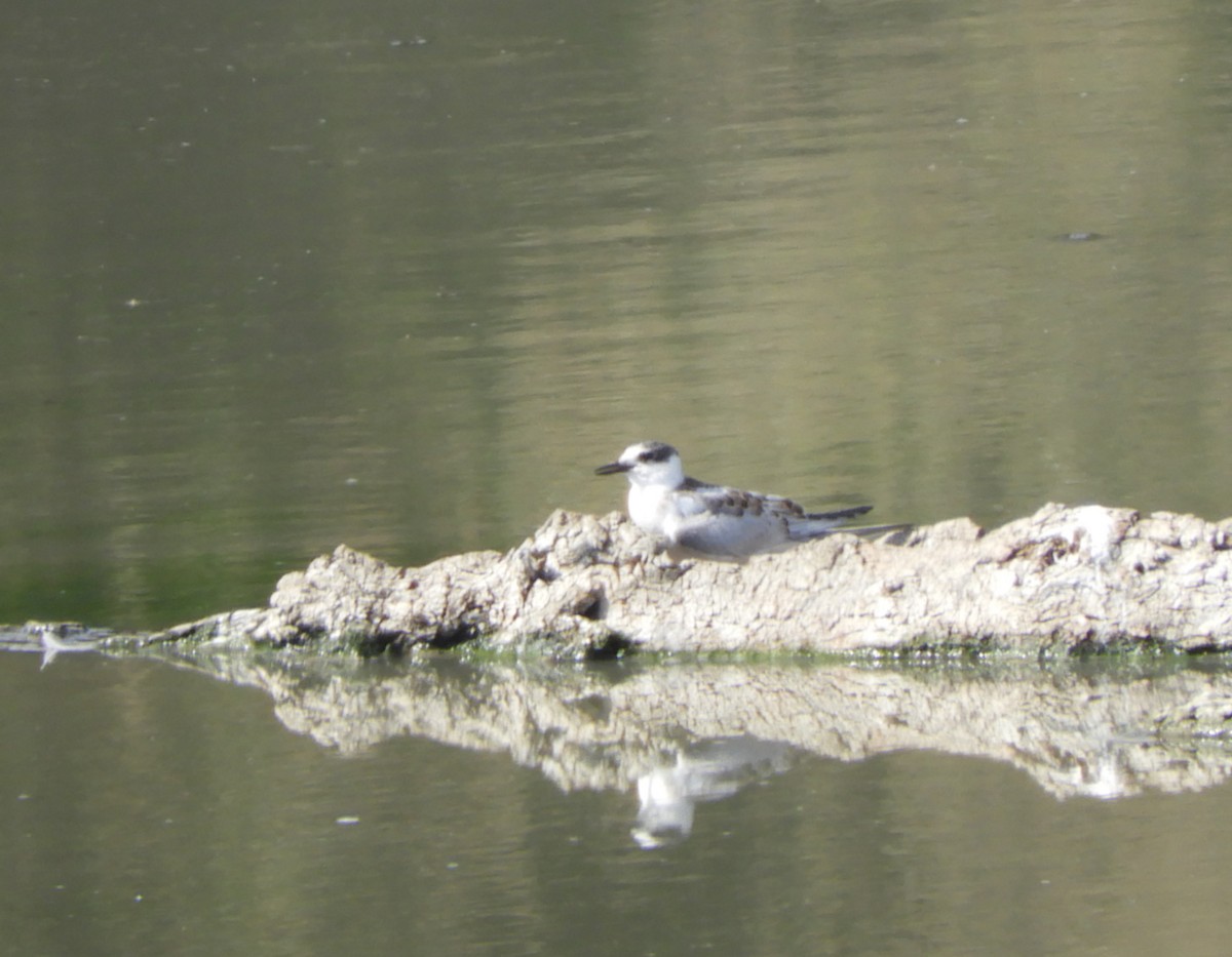 Whiskered Tern - ML179297891