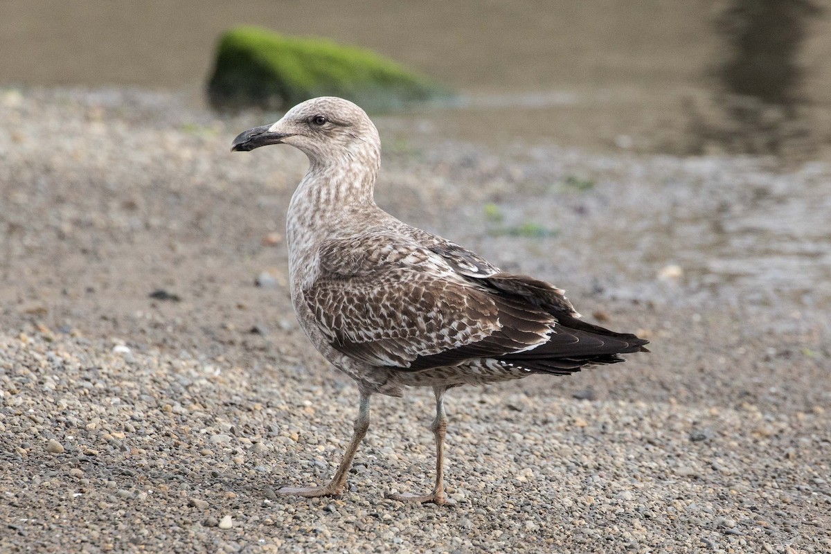 Kelp Gull - ML179298161