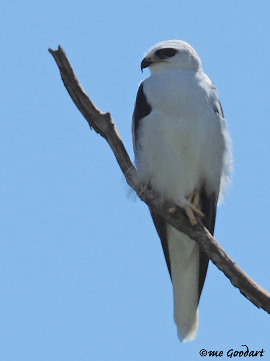 White-tailed Kite - ML179298621