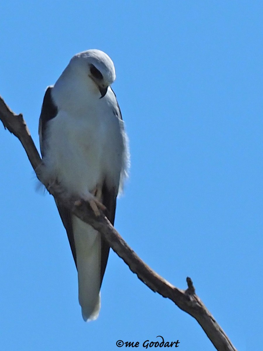 White-tailed Kite - ML179298631