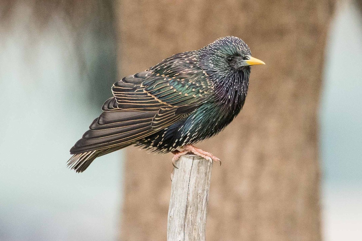 European Starling - ML179299021