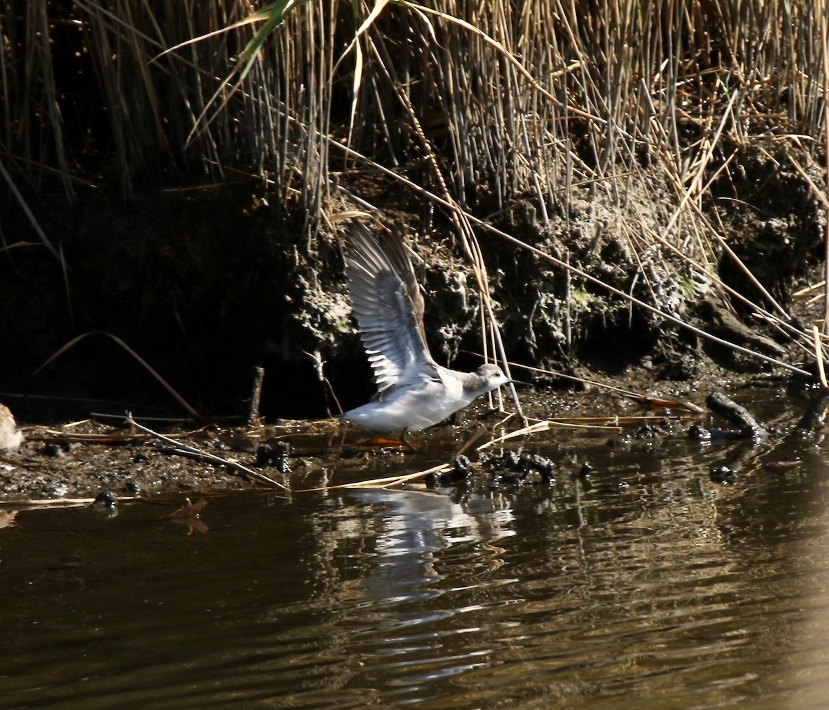 Wilson's Phalarope - Rod MacKenzie