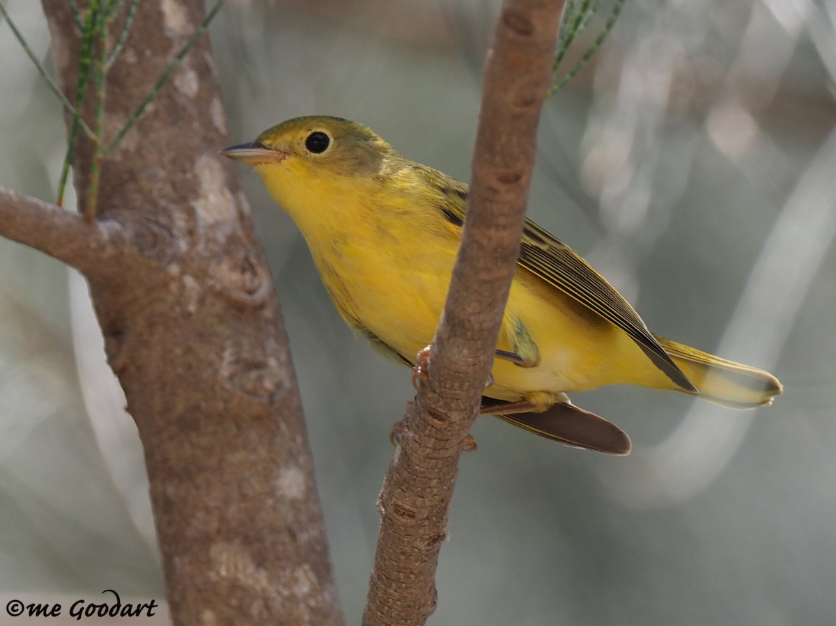Northern/Mangrove Yellow Warbler - ML179301501