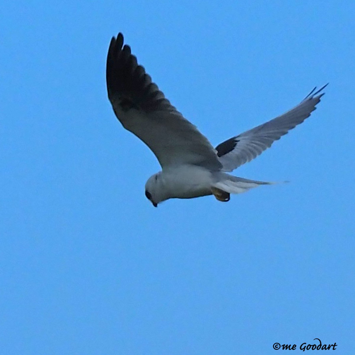 White-tailed Kite - ML179304701