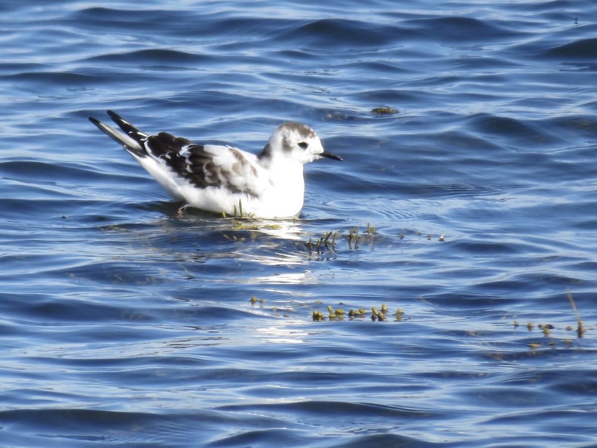 Little Gull - Holly Bauer