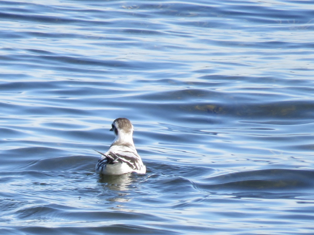 Little Gull - ML179305011