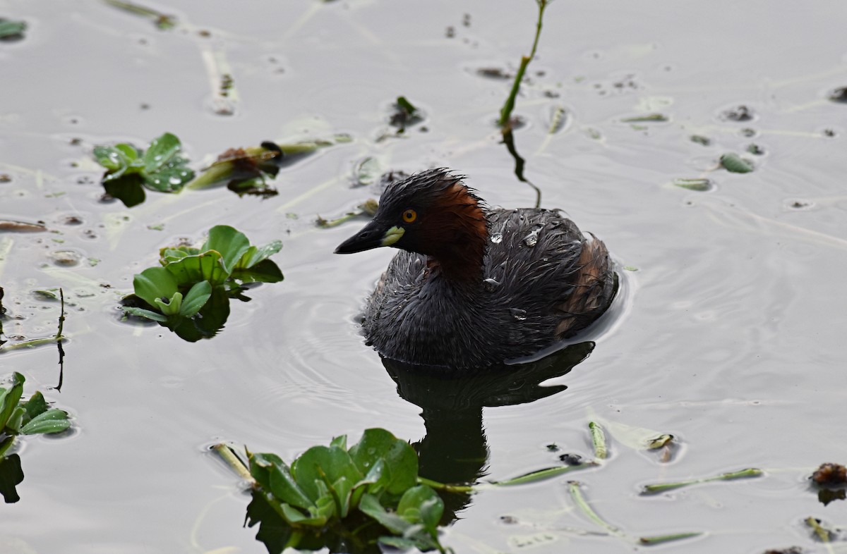 Little Grebe - ML179305881