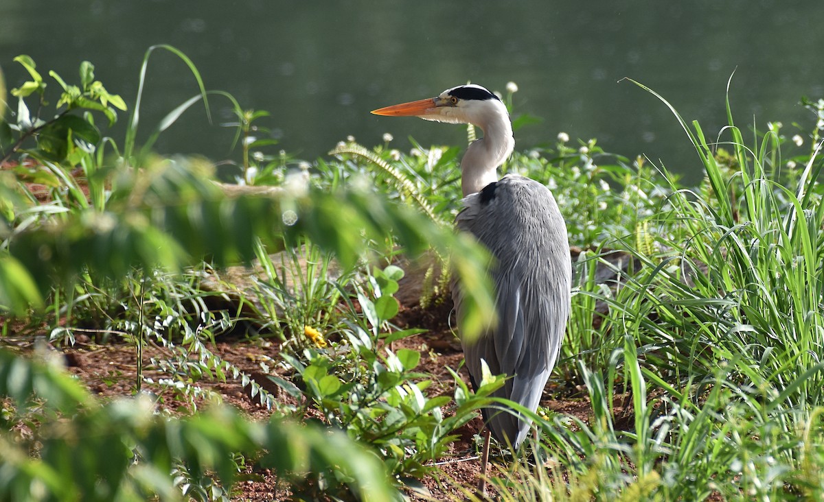 Gray Heron - Dr Mohammed Umer  Sharieff