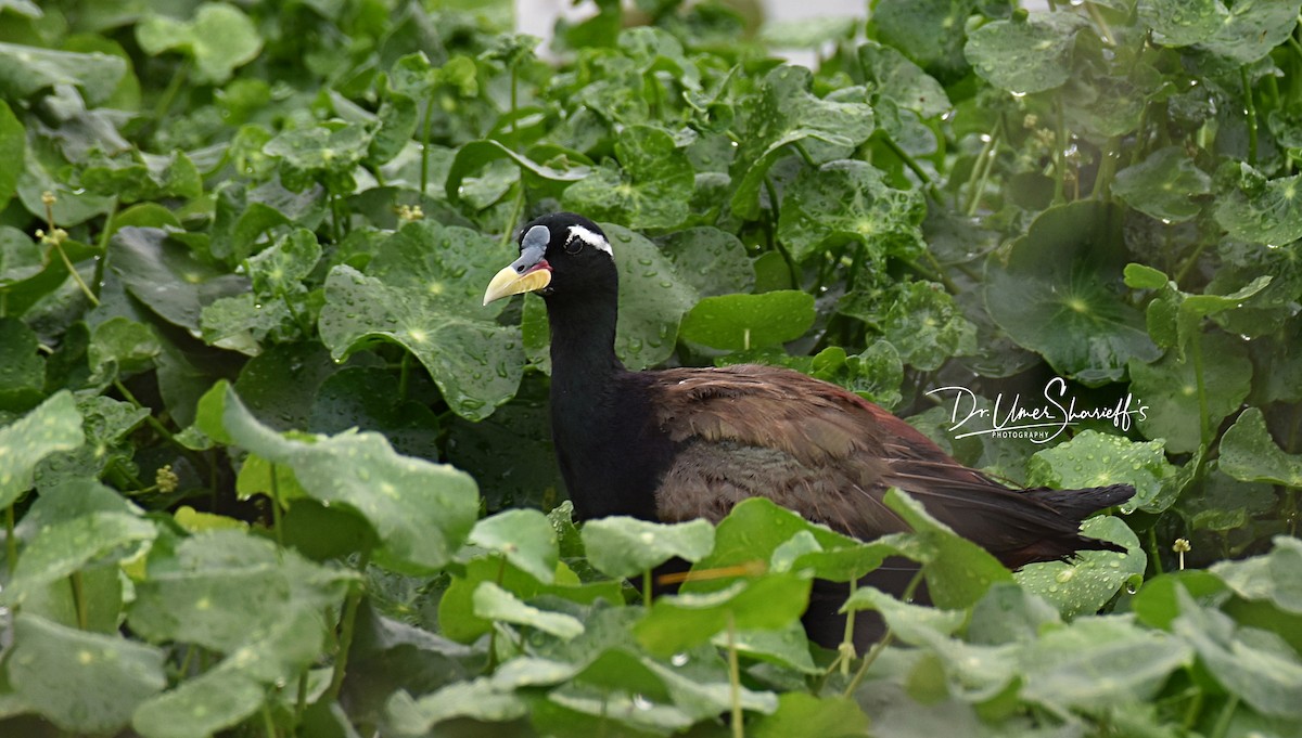 Bronze-winged Jacana - Dr Mohammed Umer  Sharieff