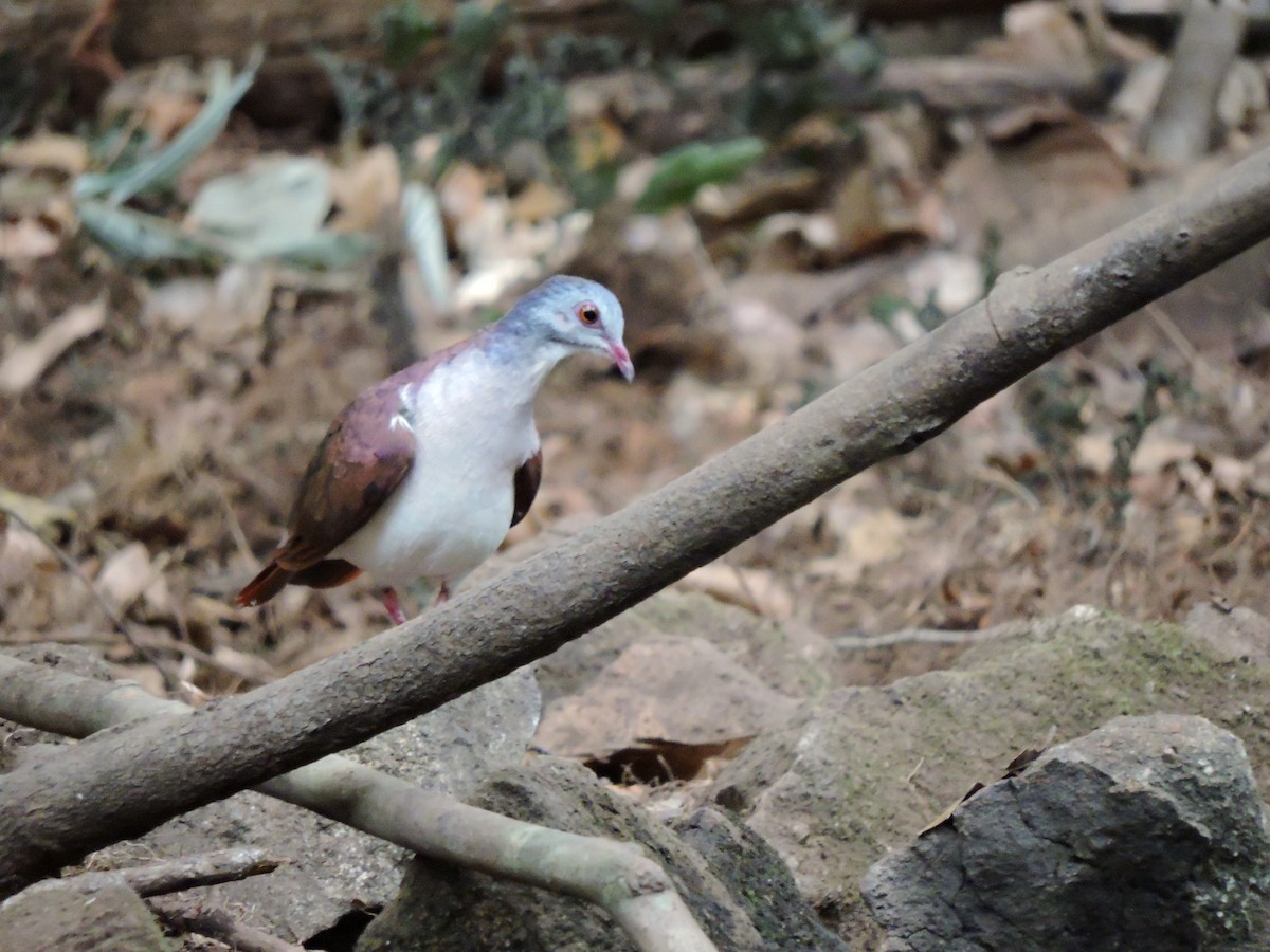 Violaceous Quail-Dove - Carol Thompson