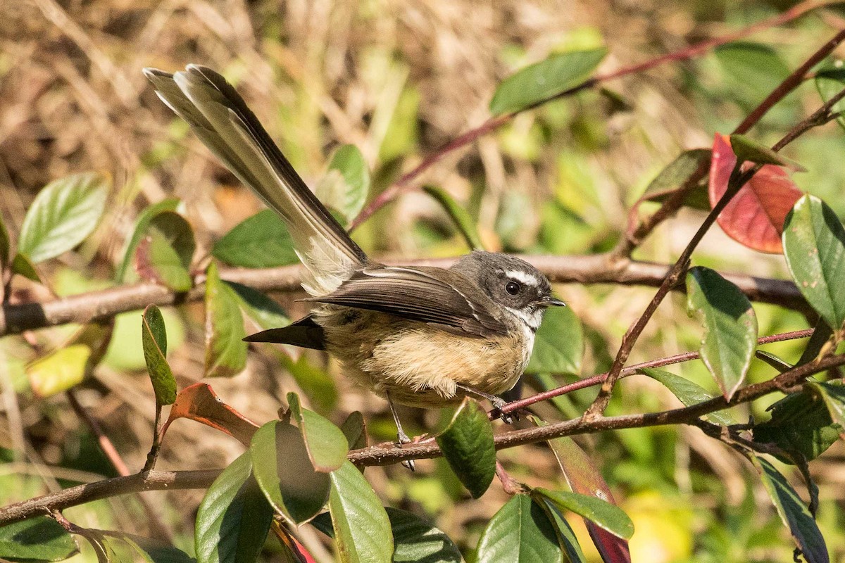 New Zealand Fantail - Eric VanderWerf