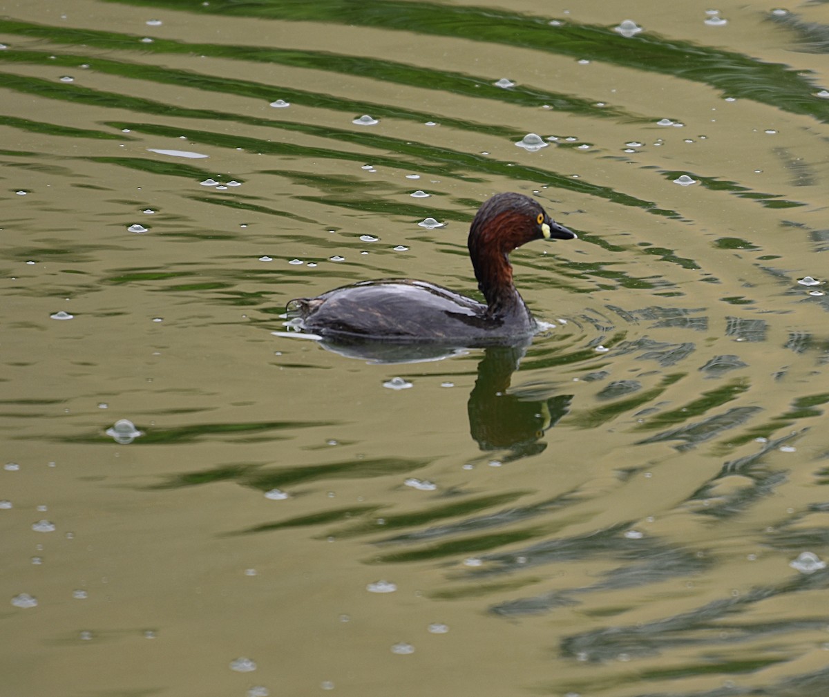 Little Grebe - ML179308471