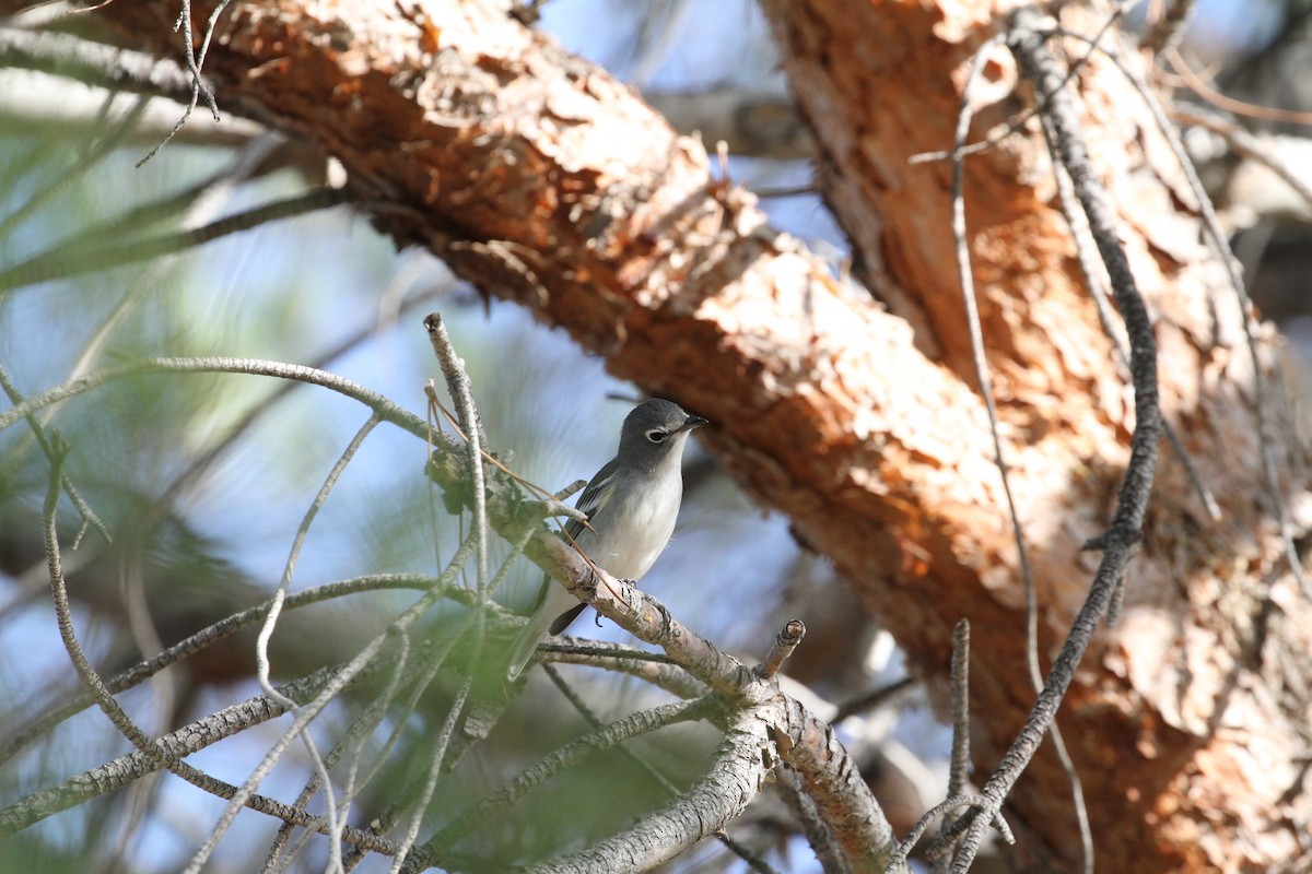 Vireo Plomizo - ML179308591