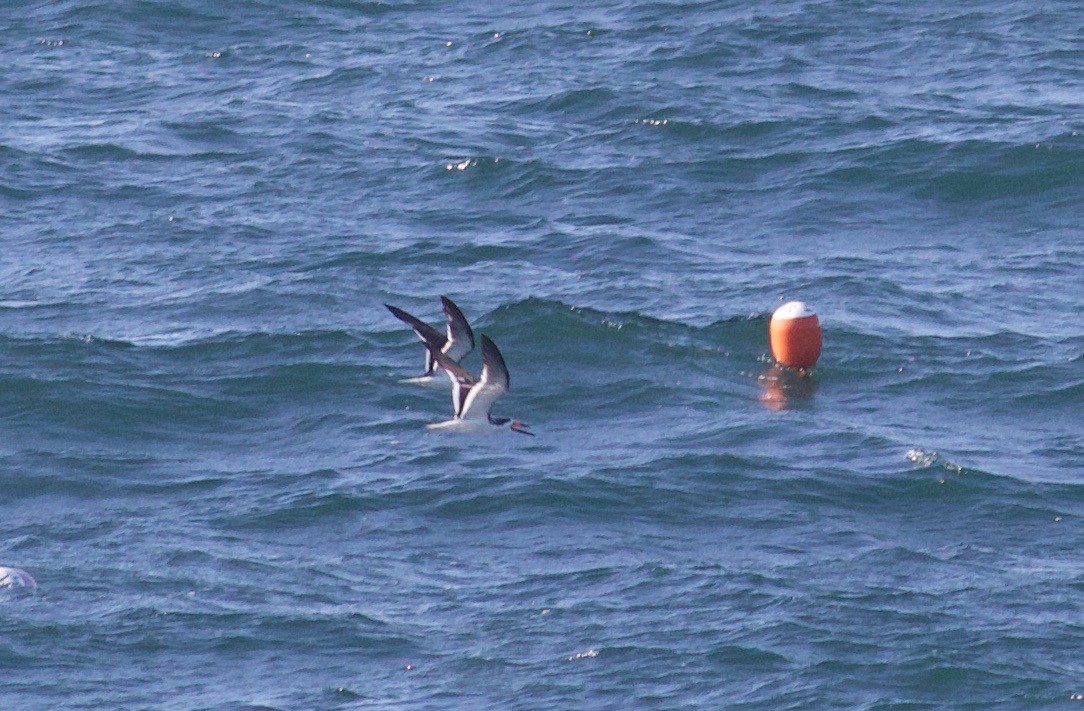 Black Skimmer - ML179308601