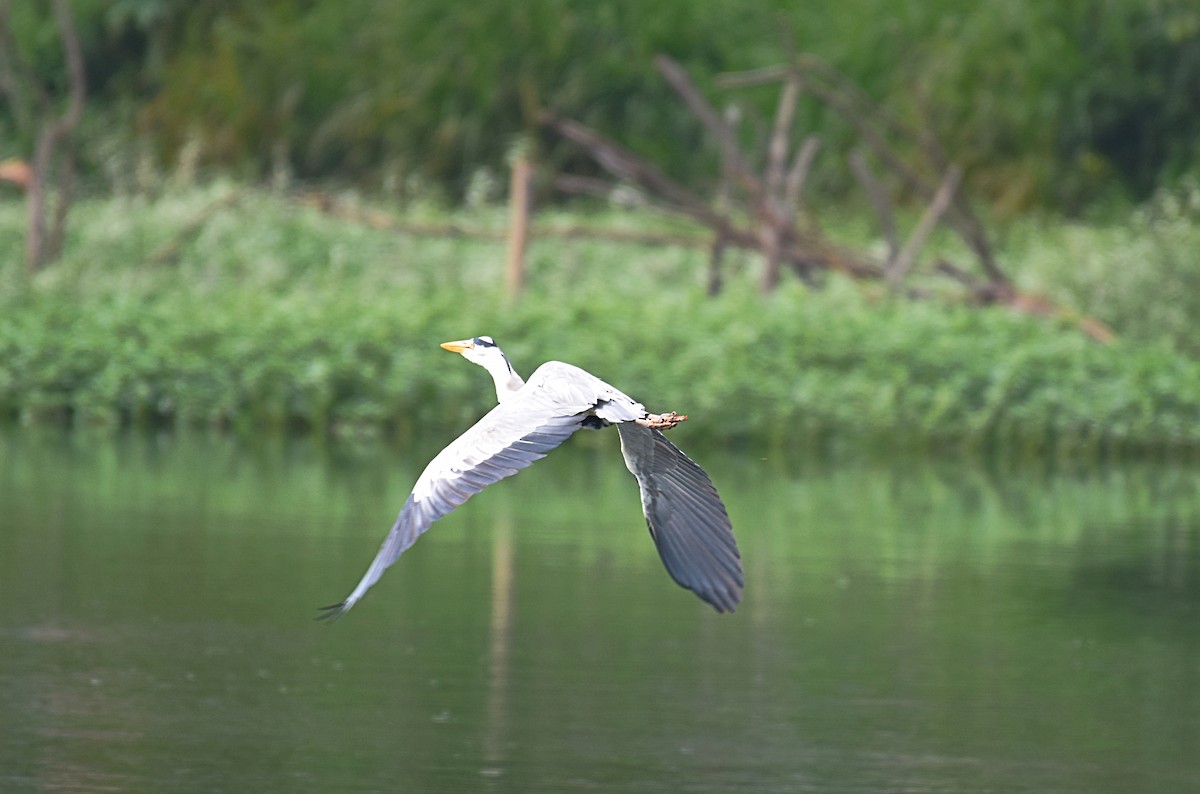 Gray Heron - ML179308871