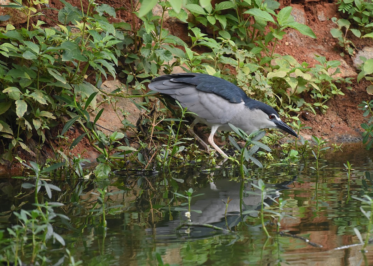 Black-crowned Night Heron - Dr Mohammed Umer  Sharieff