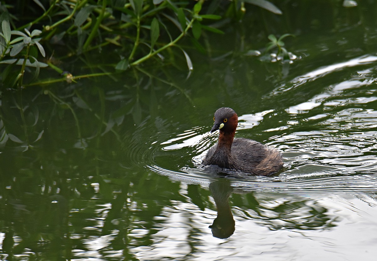 Little Grebe - ML179309821