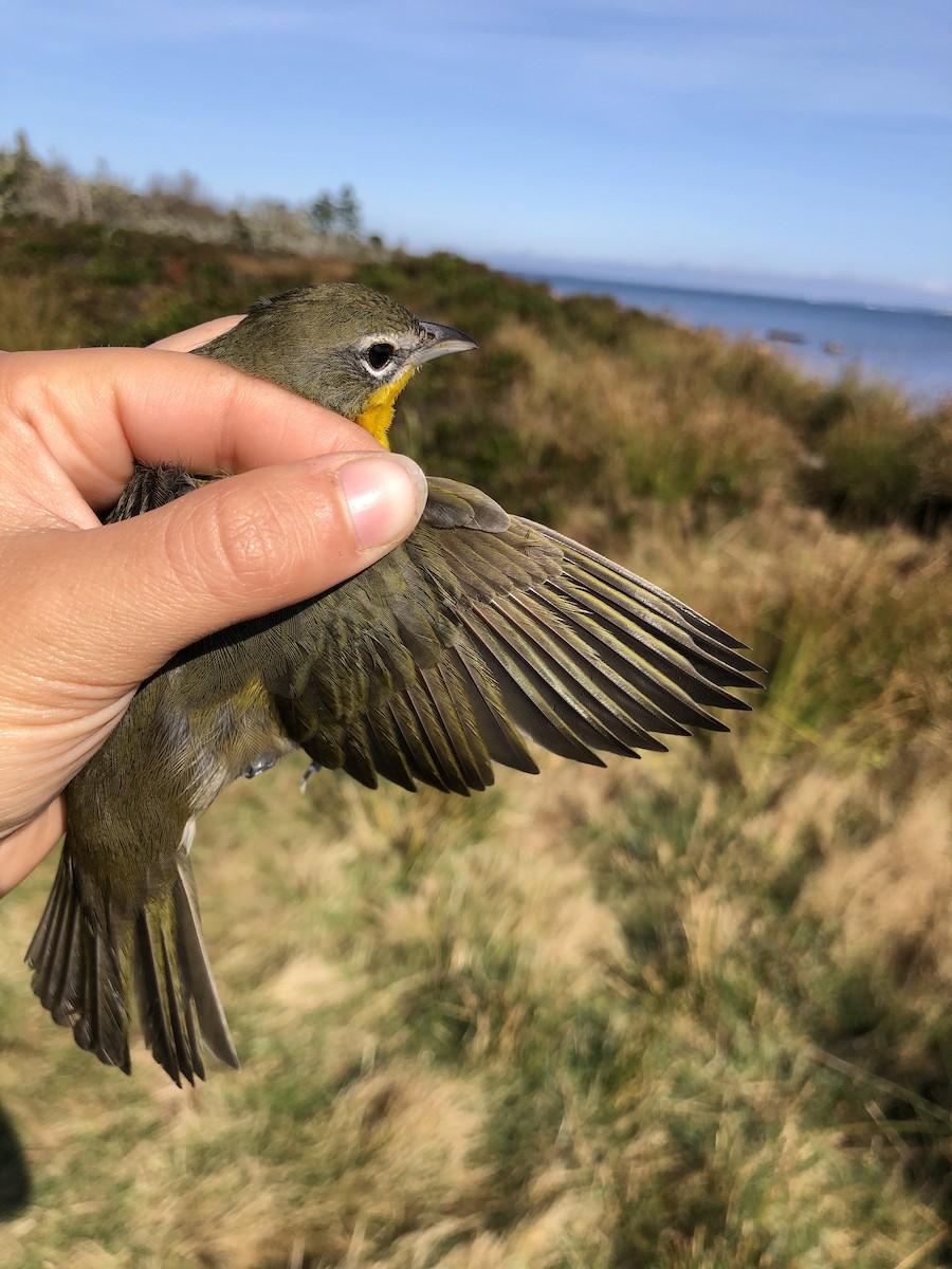 Yellow-breasted Chat - ML179310101