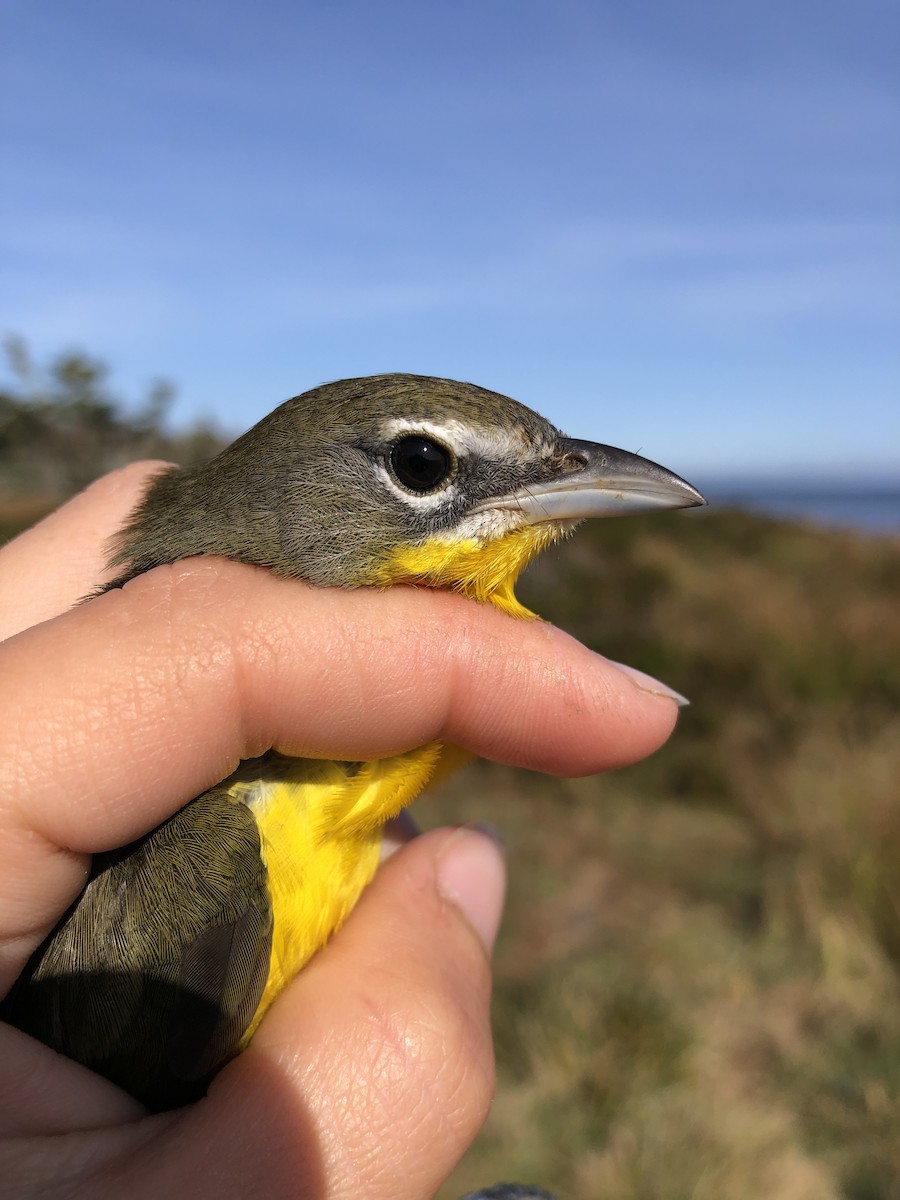 Yellow-breasted Chat - ML179310171