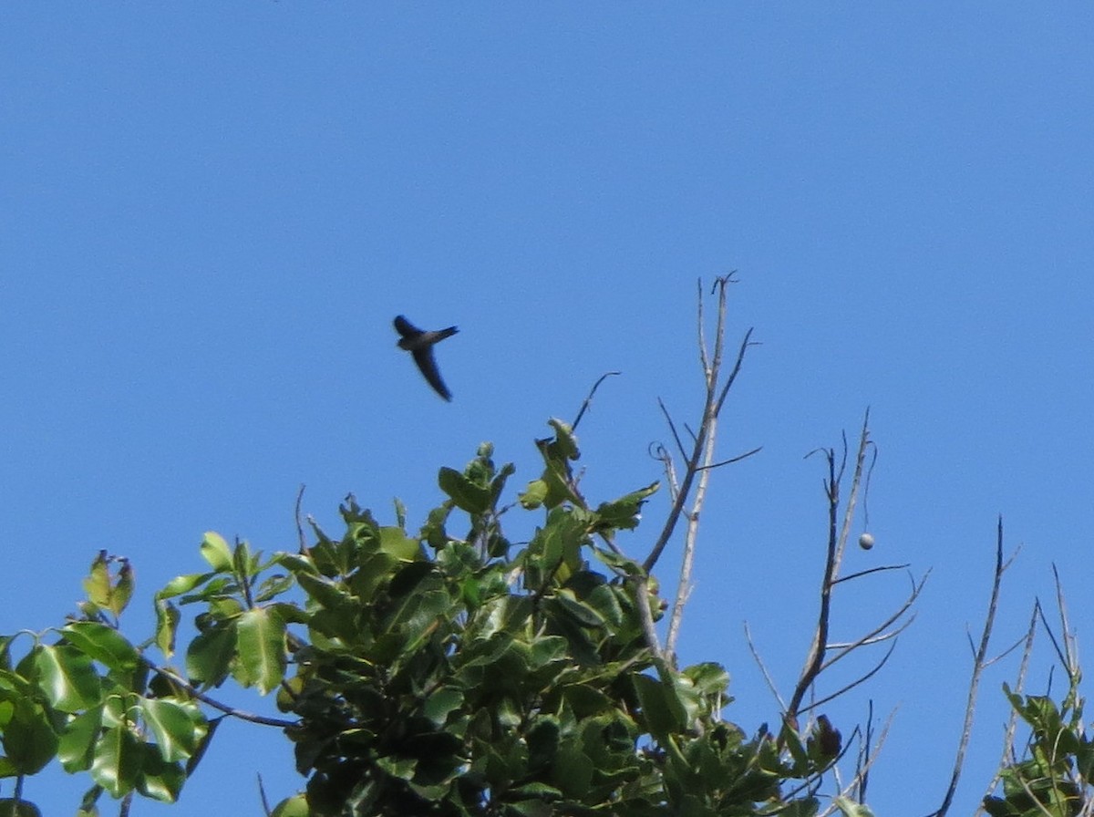 Seychelles Swiftlet - ML179310551