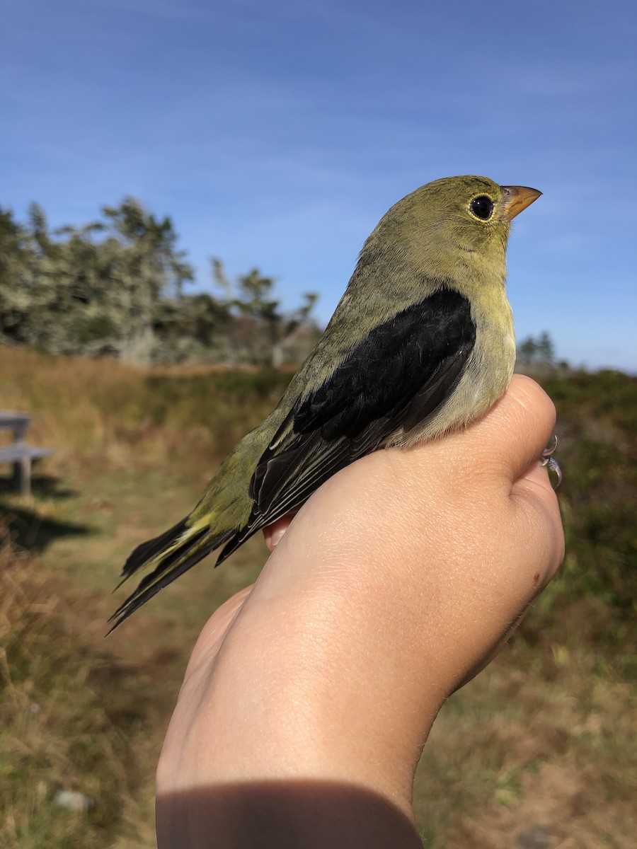 Scarlet Tanager - ML179310631