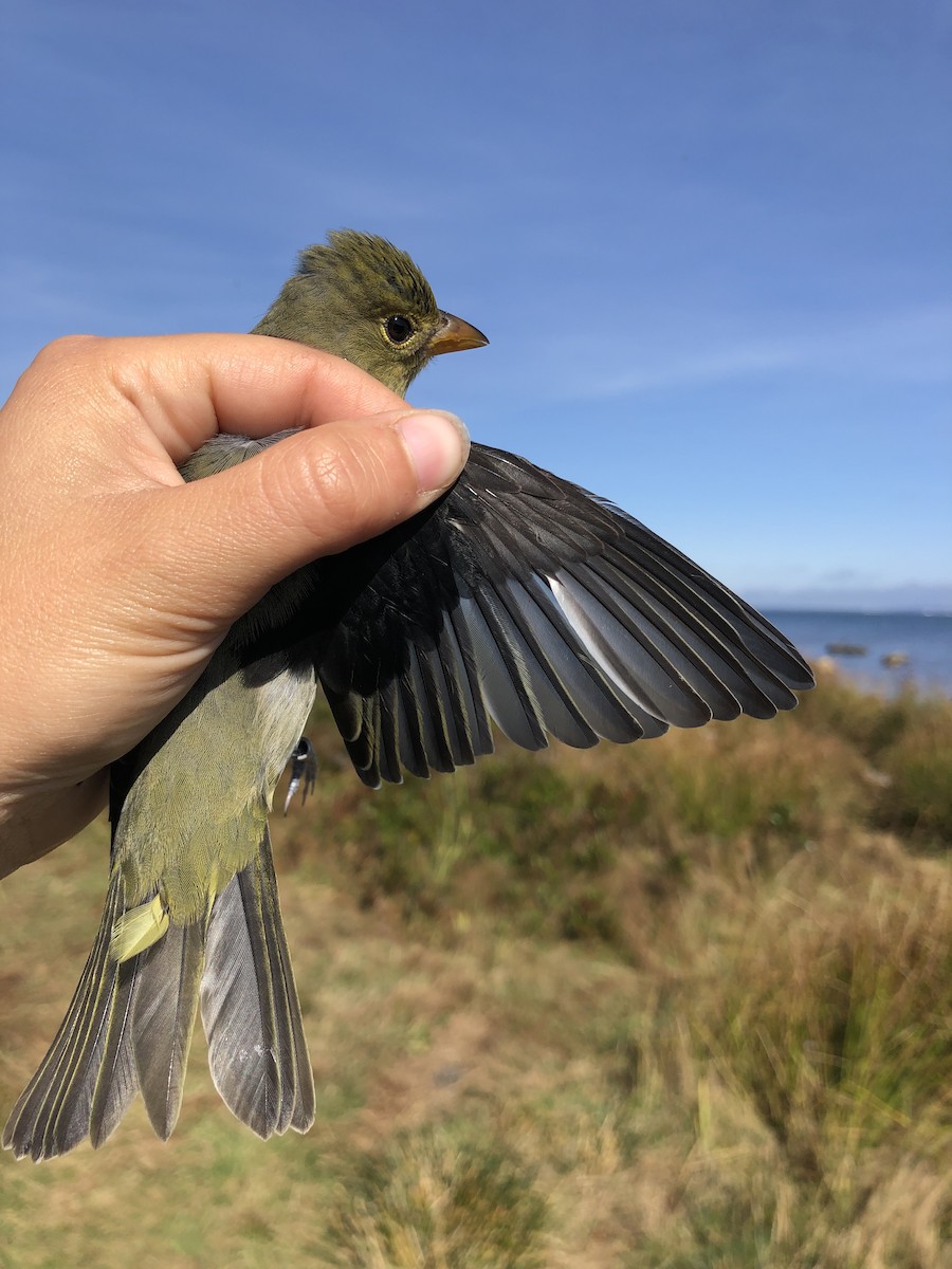 Scarlet Tanager - ML179310651