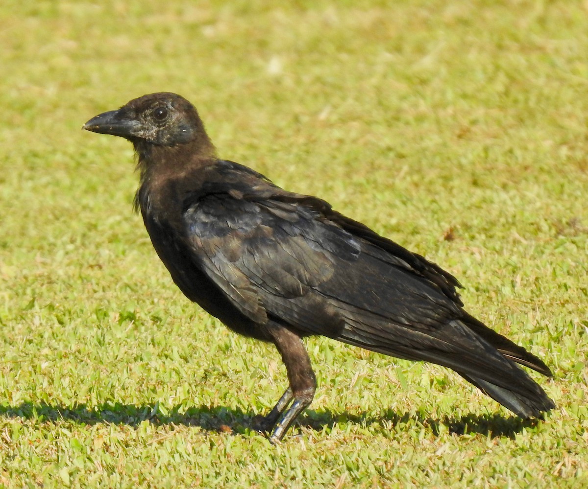 American Crow - ML179310771