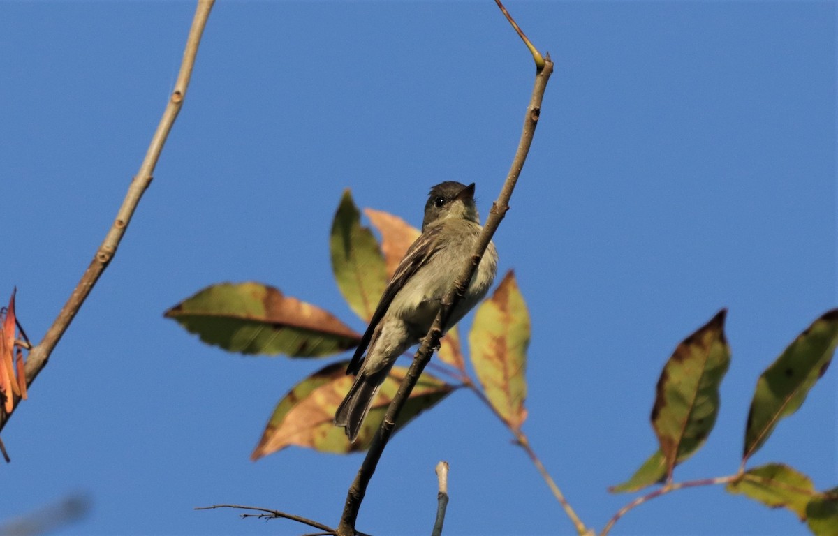 יערית מזרחית - ML179310831