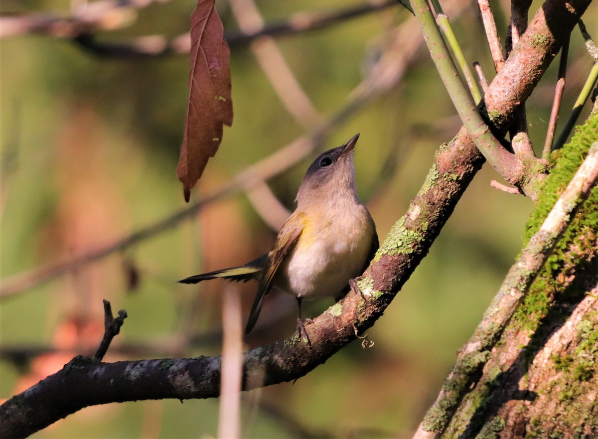 American Redstart - ML179310911