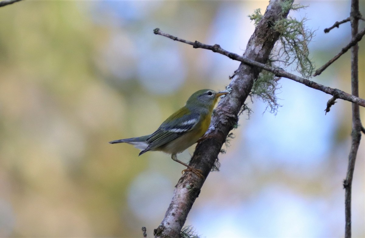 Northern Parula - Daniel Kaplan