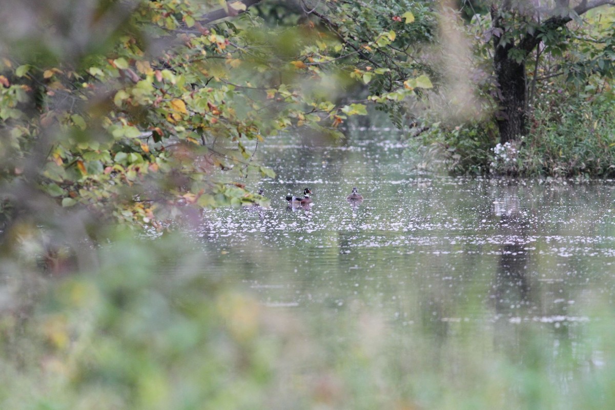 Wood Duck - ML179310981