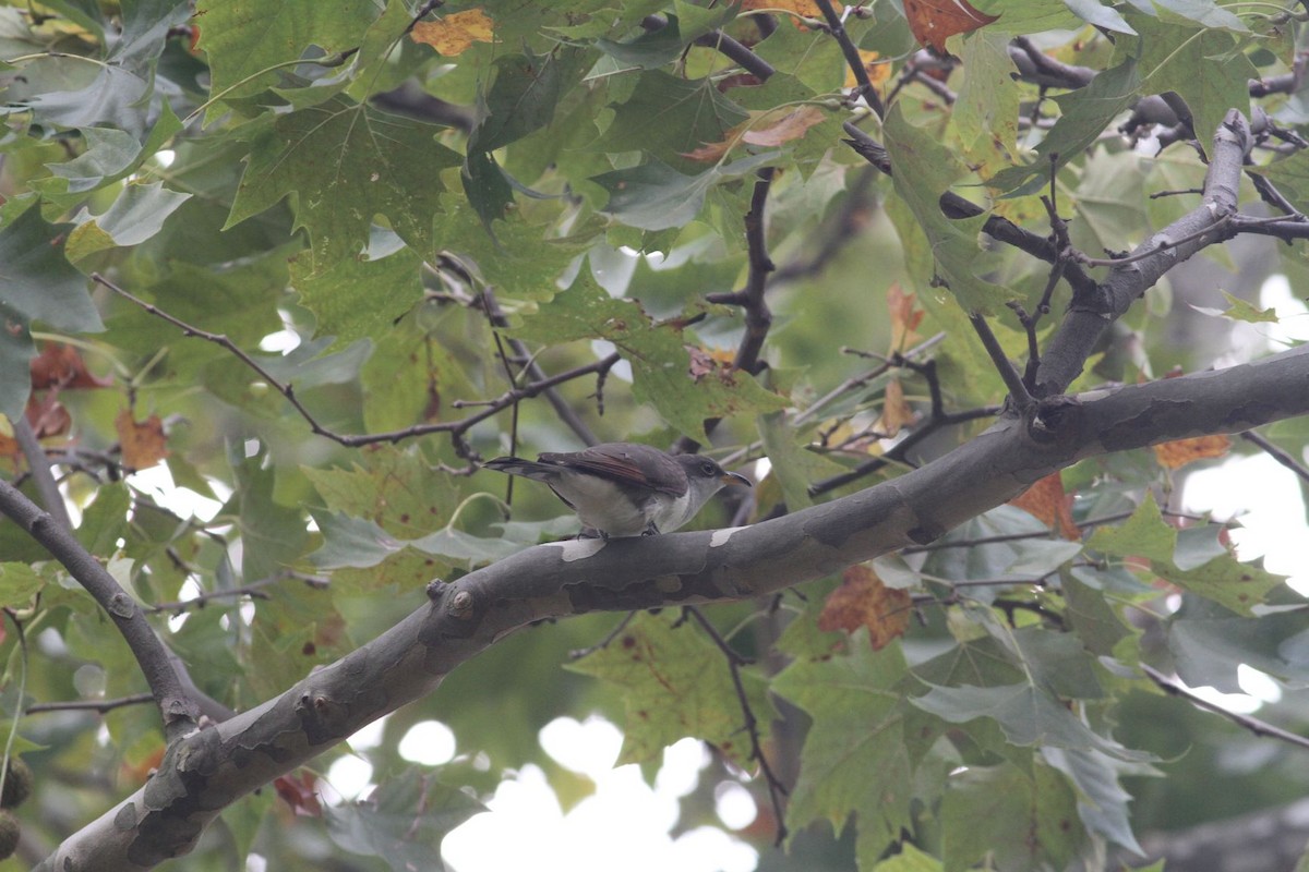 Yellow-billed Cuckoo - ML179311111