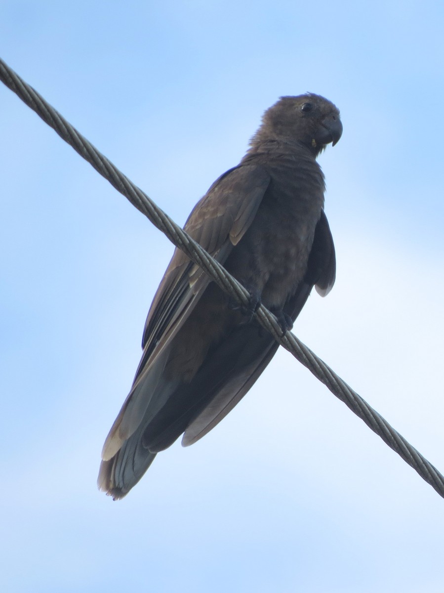 Seychelles Parrot - Kevin Seymour