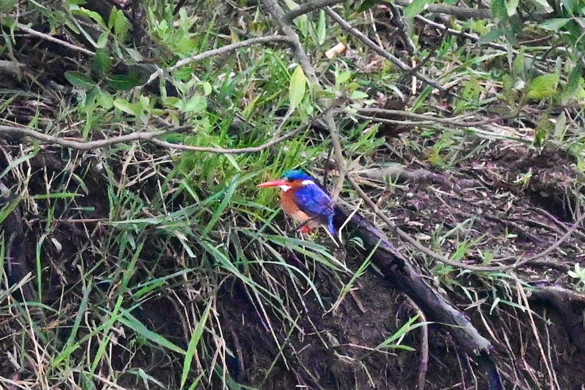 Malachite Kingfisher - ML179313941