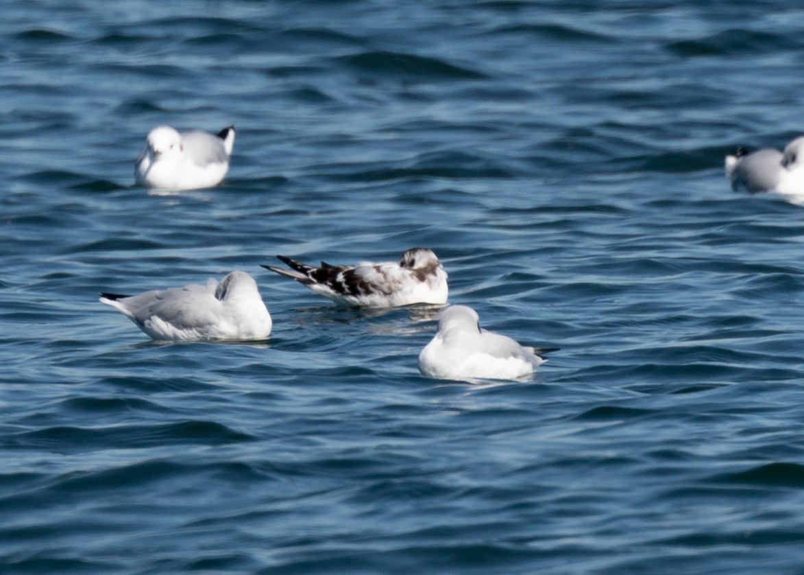 Gaviota Enana - ML179314151