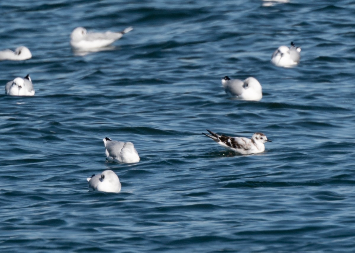 Mouette pygmée - ML179314161