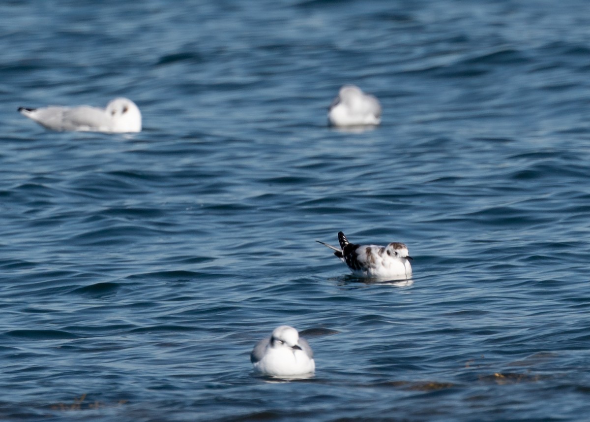 Gaviota Enana - ML179314171