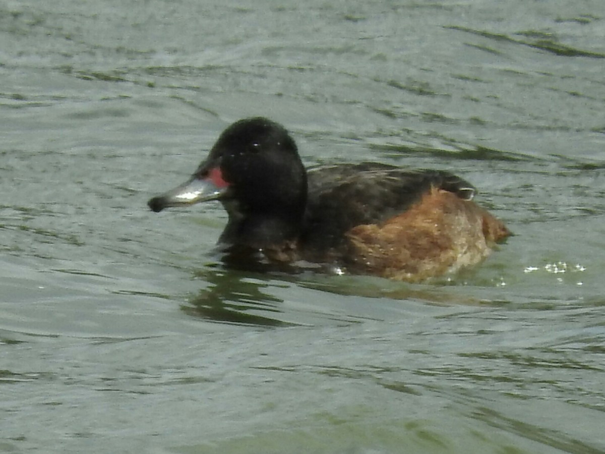 Black-headed Duck - ML179319741