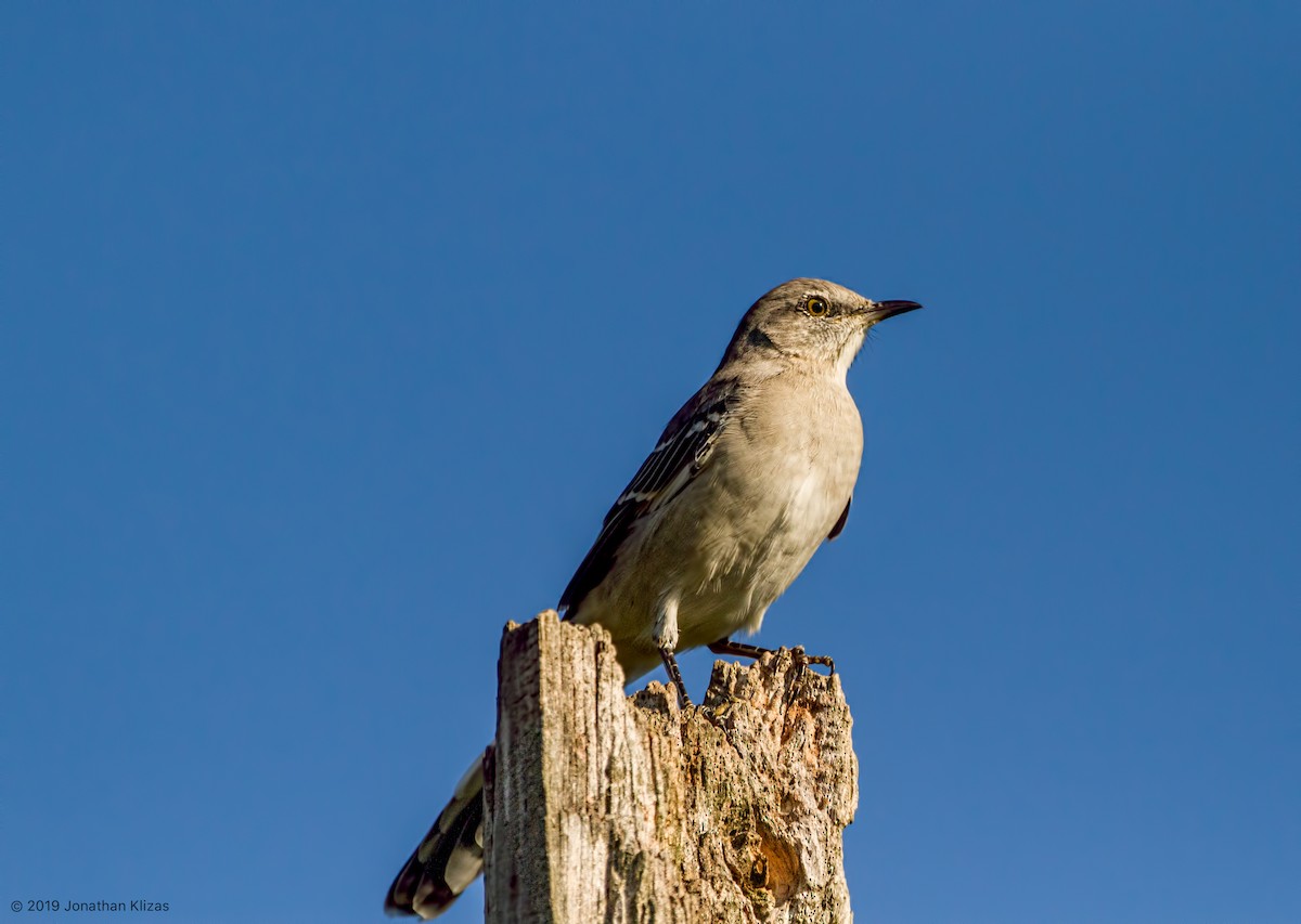 Northern Mockingbird - Jonathan Klizas