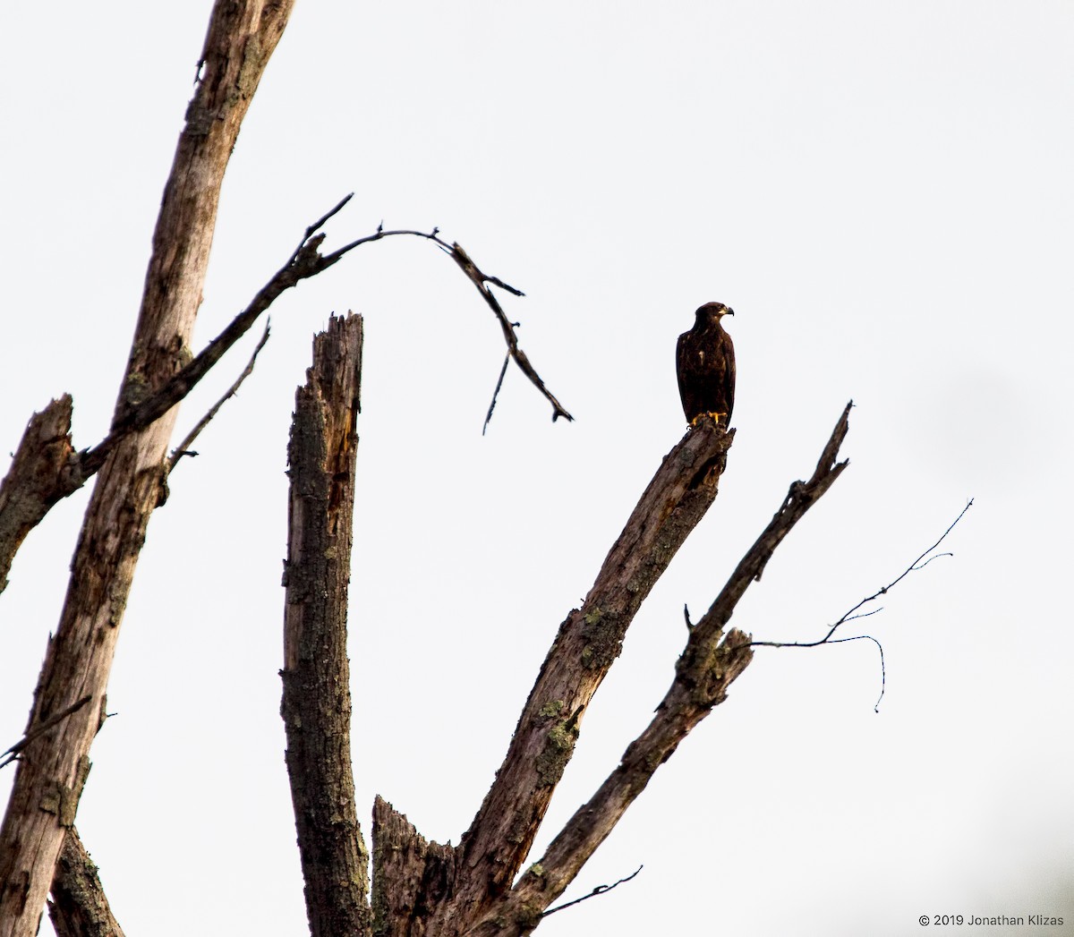 Bald Eagle - ML179320181