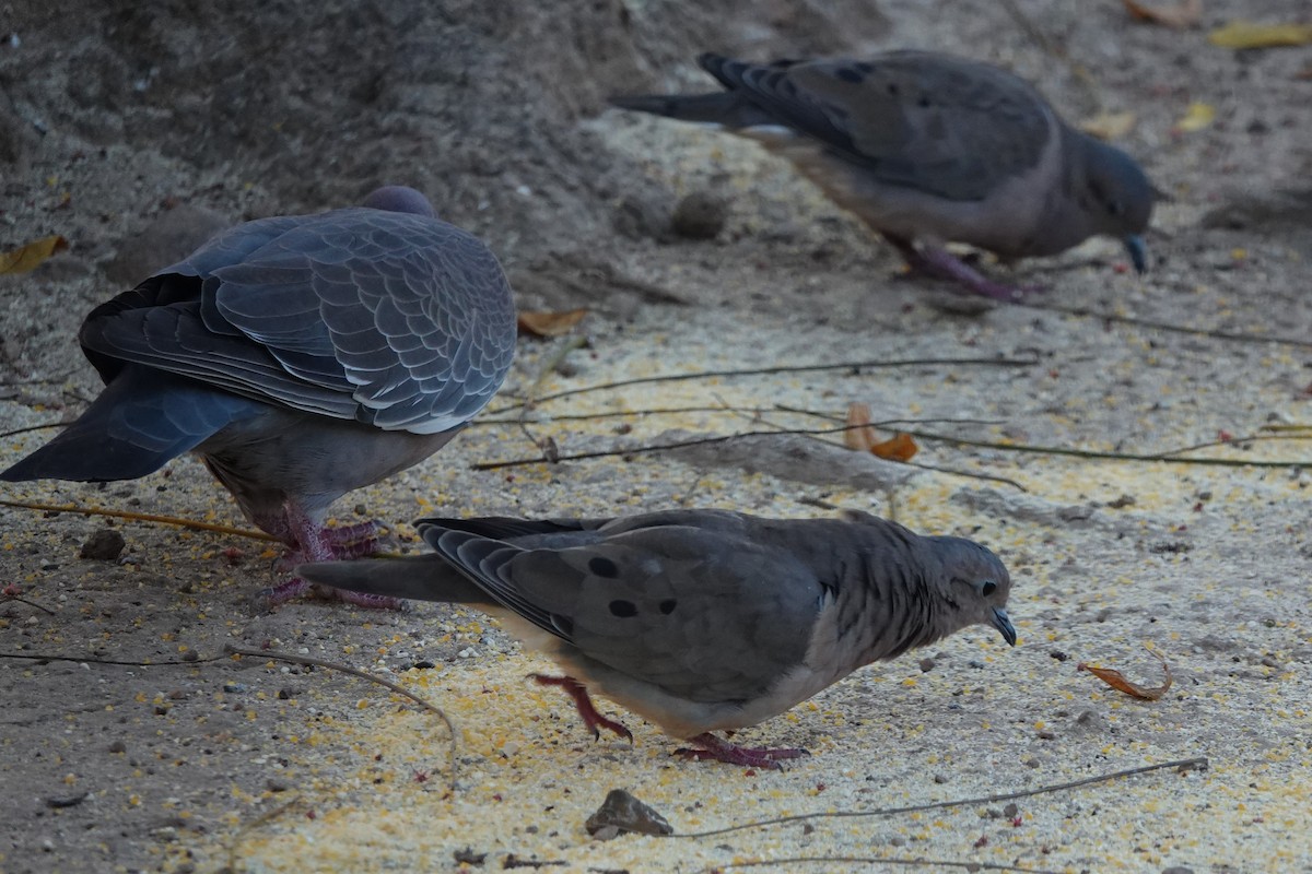 Eared Dove - Dorothy Wadlow