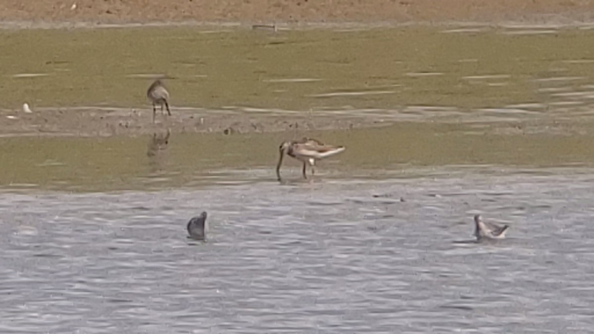 Short-billed Dowitcher - ML179320351