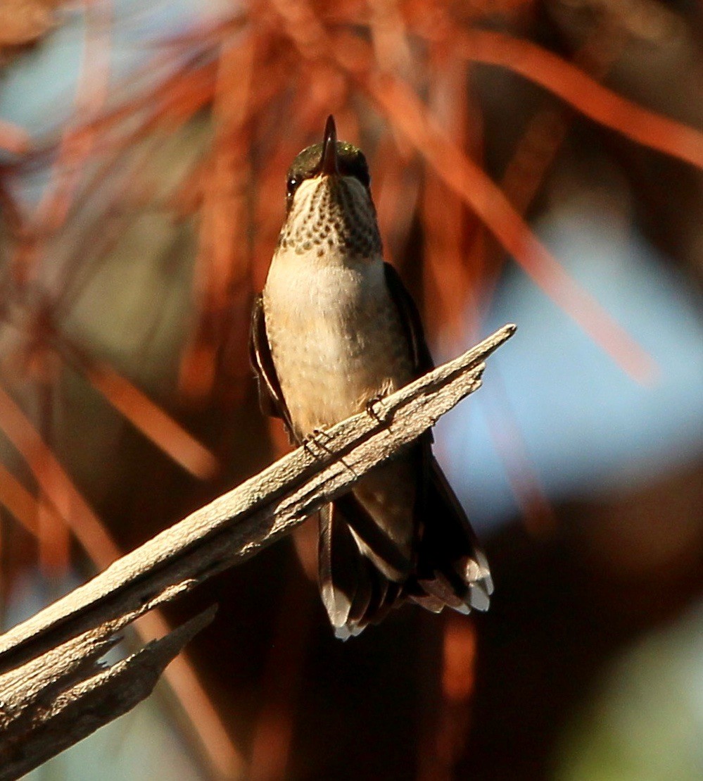 Ruby-throated Hummingbird - ML179322321